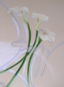 051 Aromes